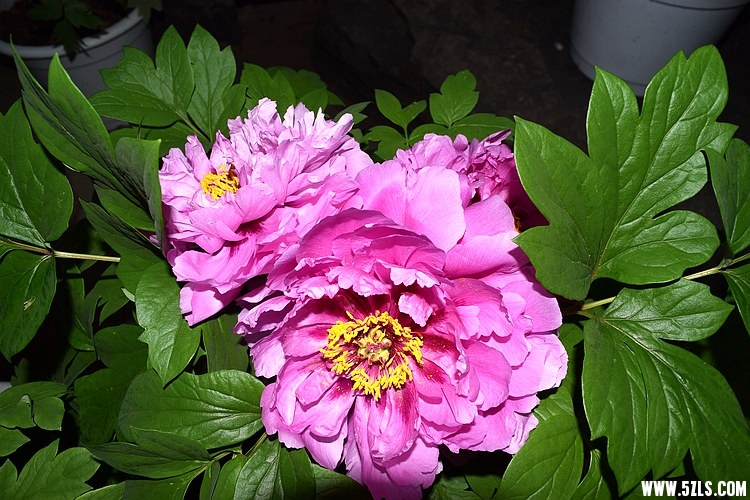 DSC_3403.JPG