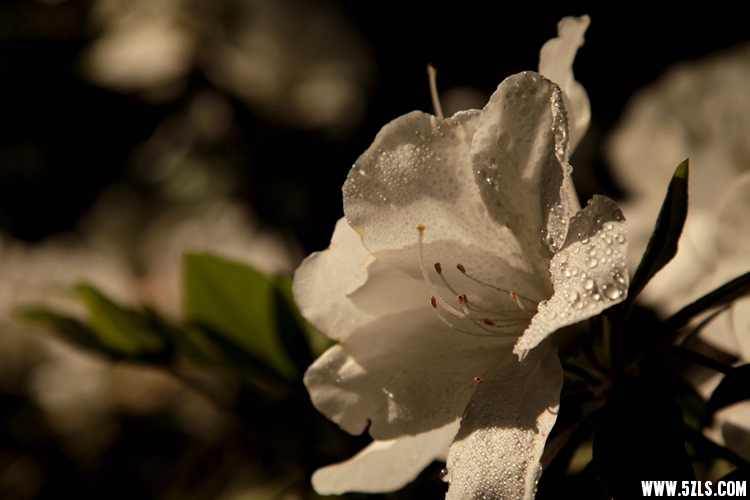 IMG_8372_.jpg