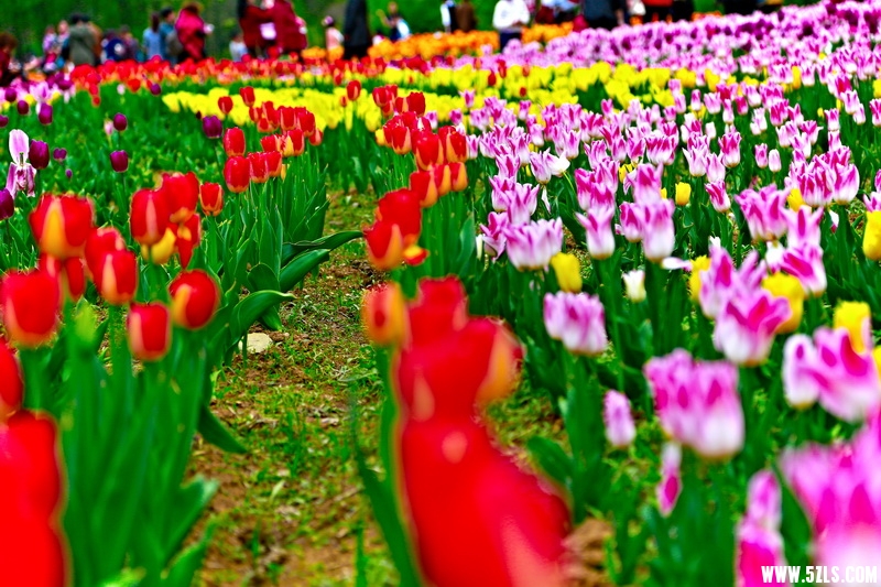 _MG_92931001_调整大小.jpg