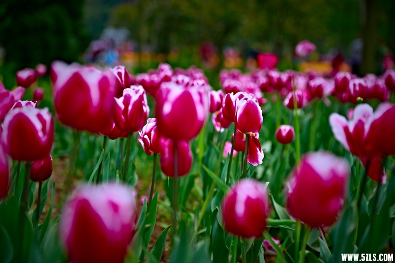 _MG_93101001_调整大小.jpg