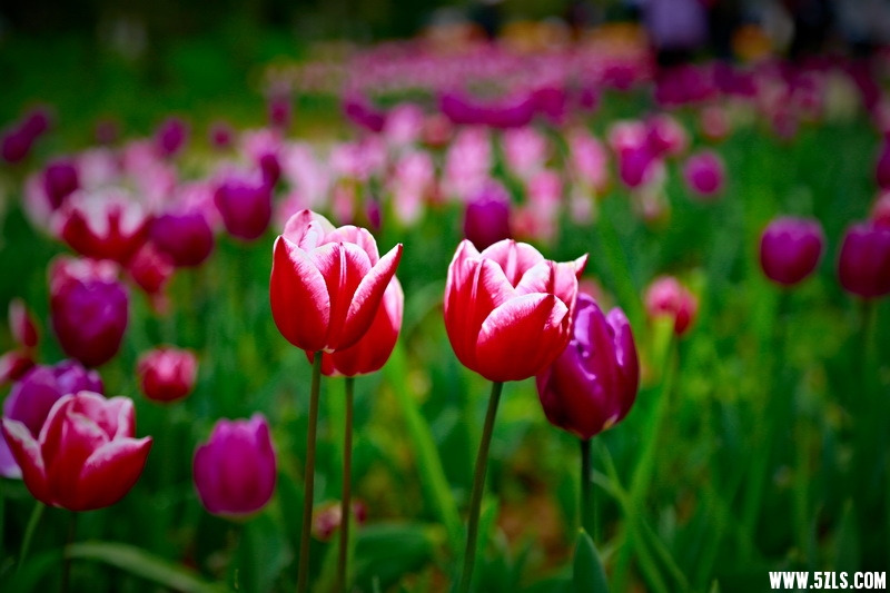 _MG_93281001_调整大小.jpg