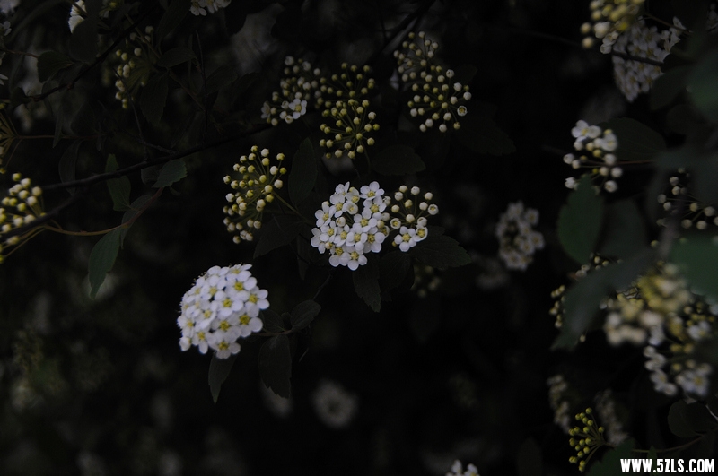 DSC_1126.jpg