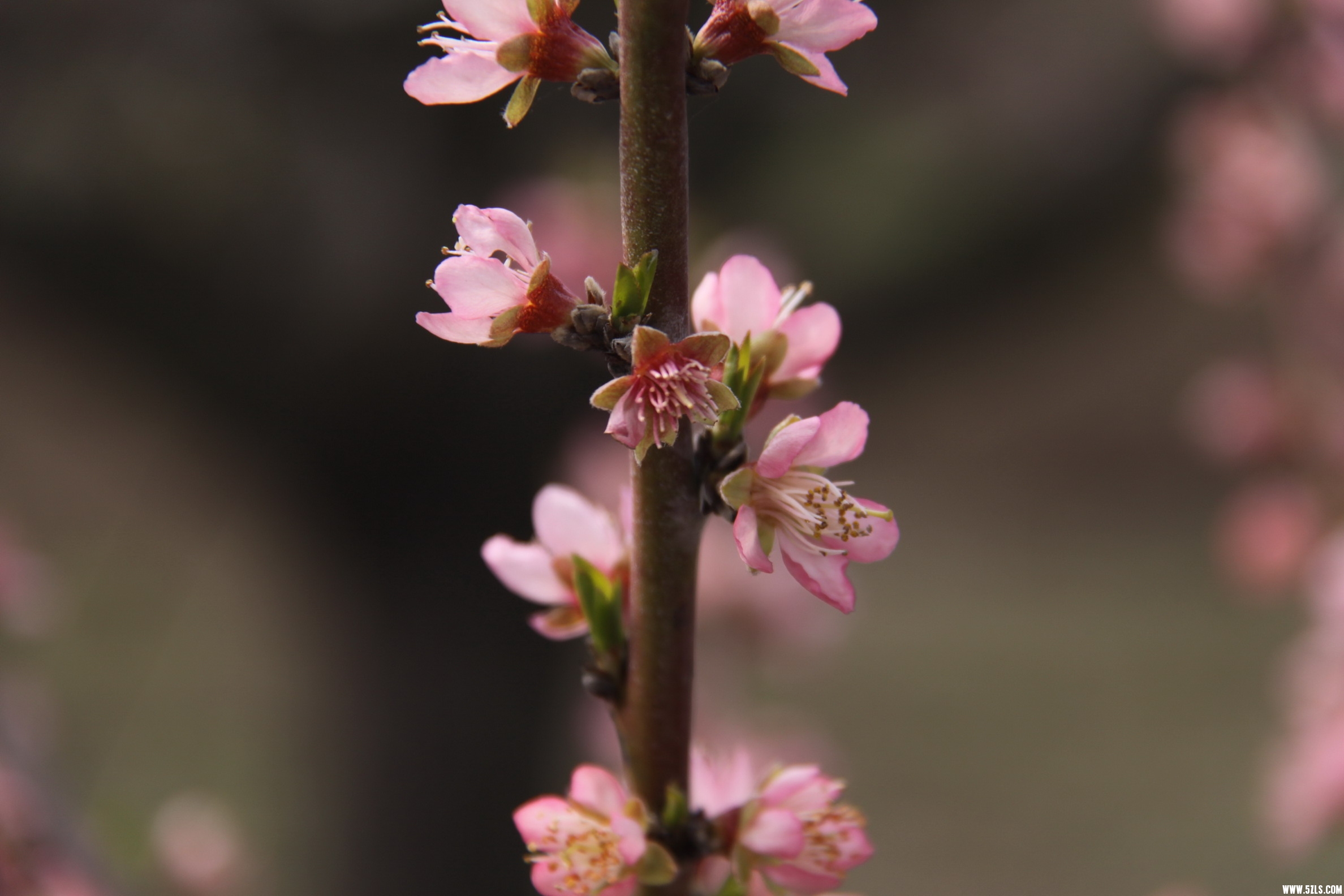 IMG_4086_缩小大小.jpg