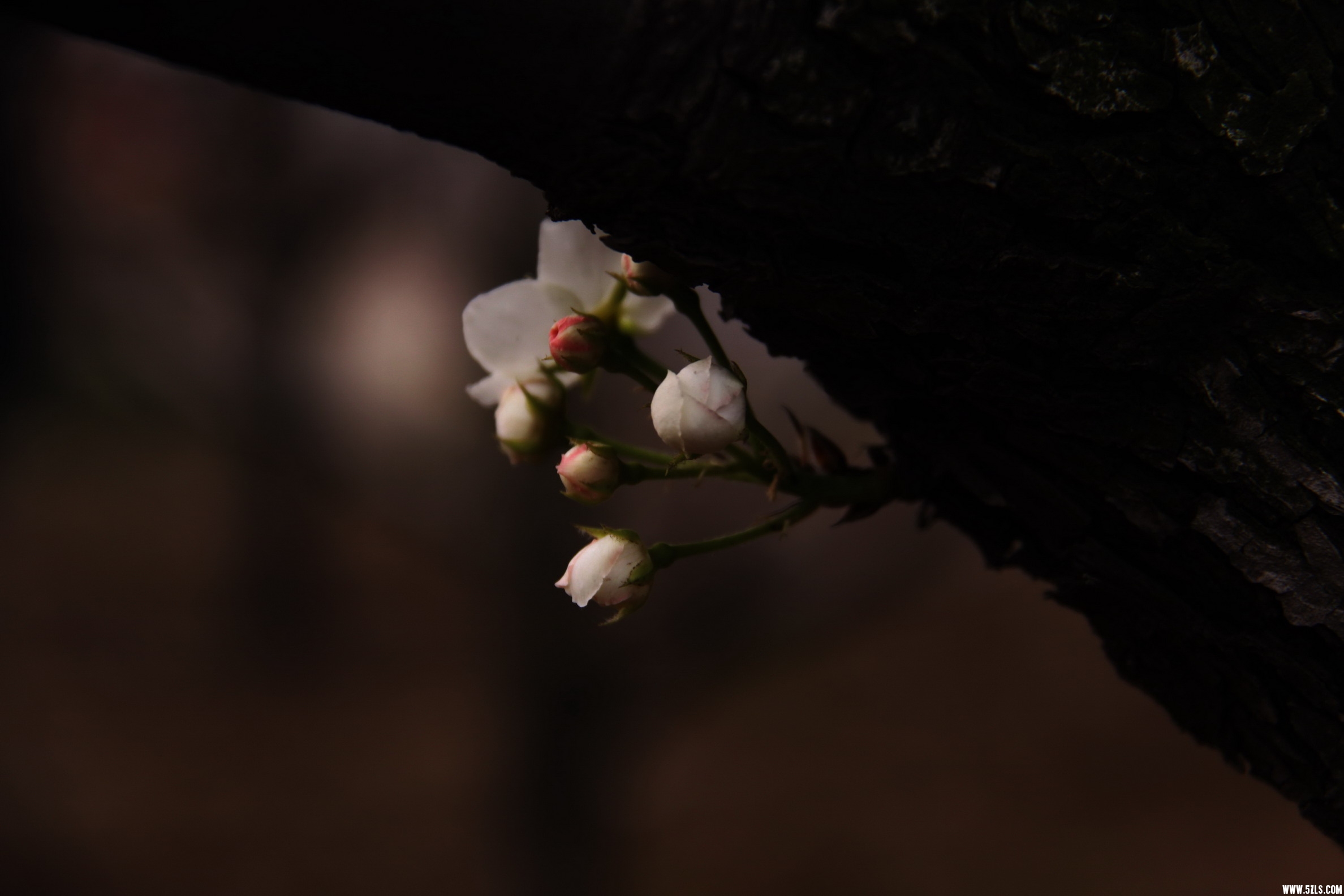 IMG_4161_缩小大小.jpg