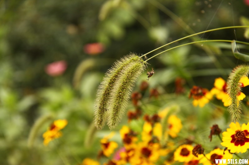 IMG_6185_缩小大小.jpg