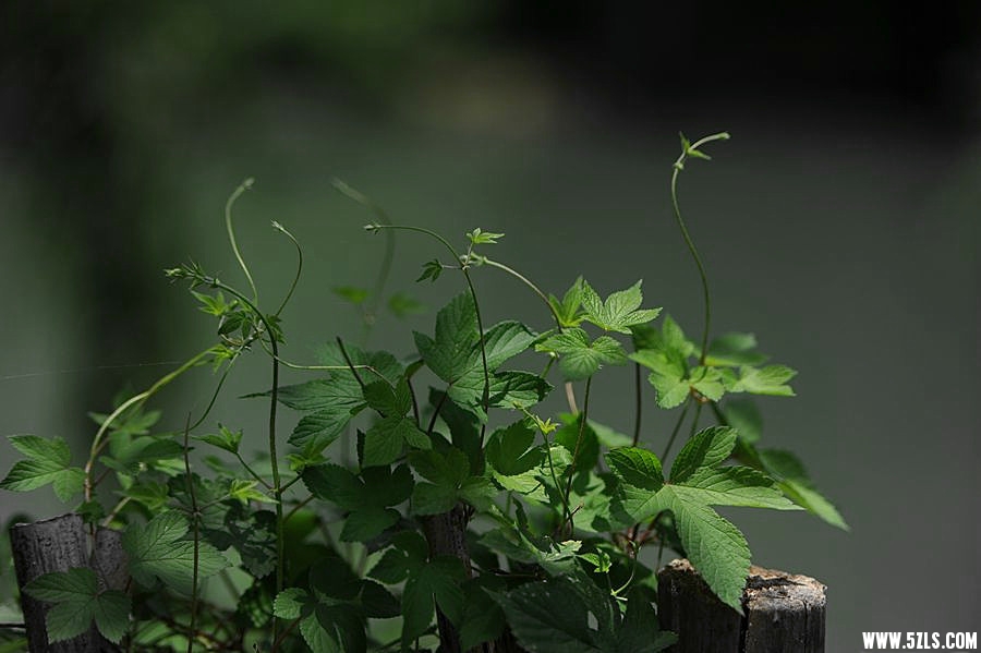 DSC_2577_副本_副本.jpg