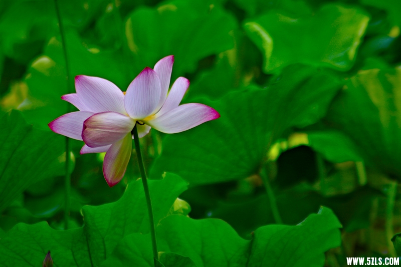 _MG_79081001.jpg