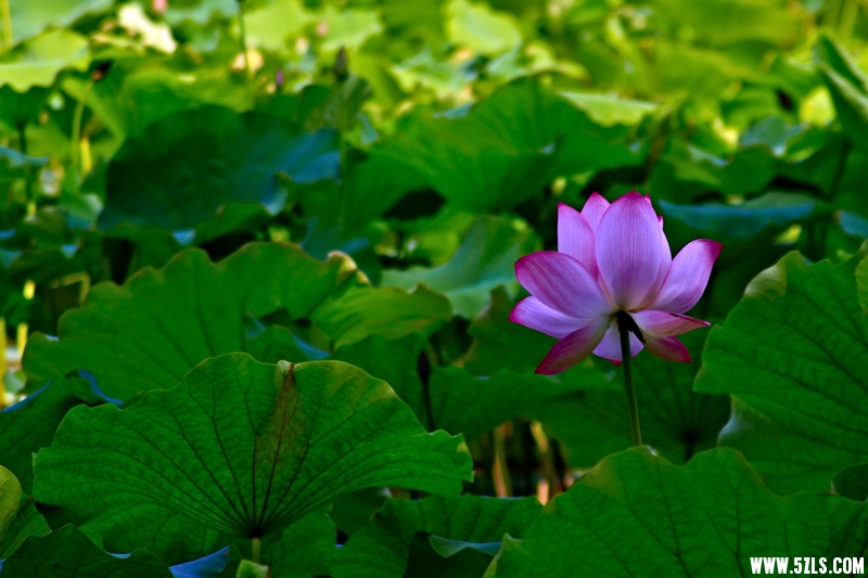 _MG_79111001.jpg