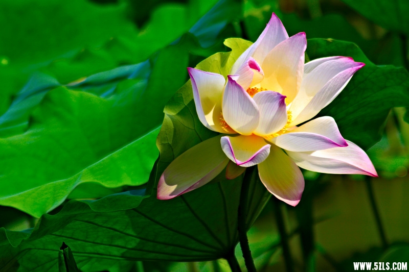 _MG_79361001.jpg