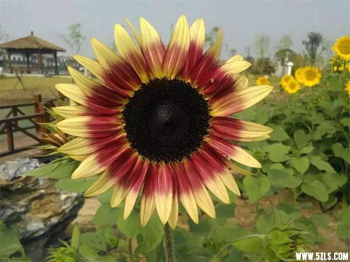 QQͼƬ20150911144659.jpg
