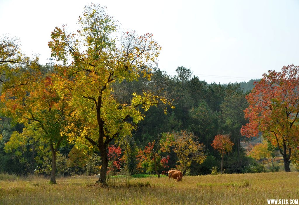 DSC_5932.jpg