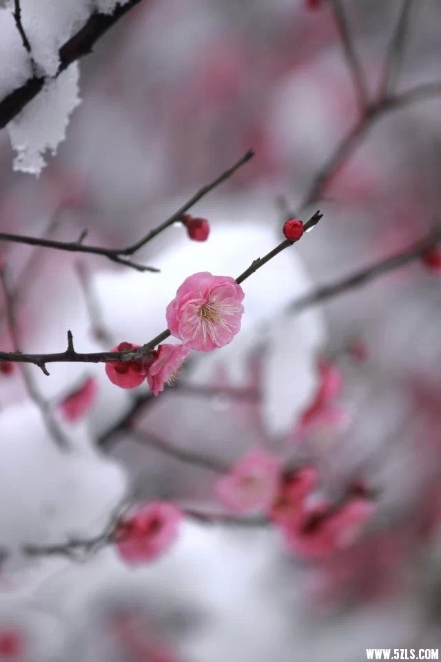 梅雪1.jpg
