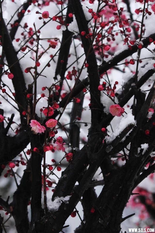 梅雪2.jpg