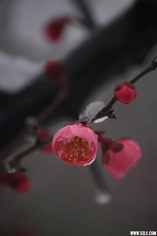 梅雪4.jpg