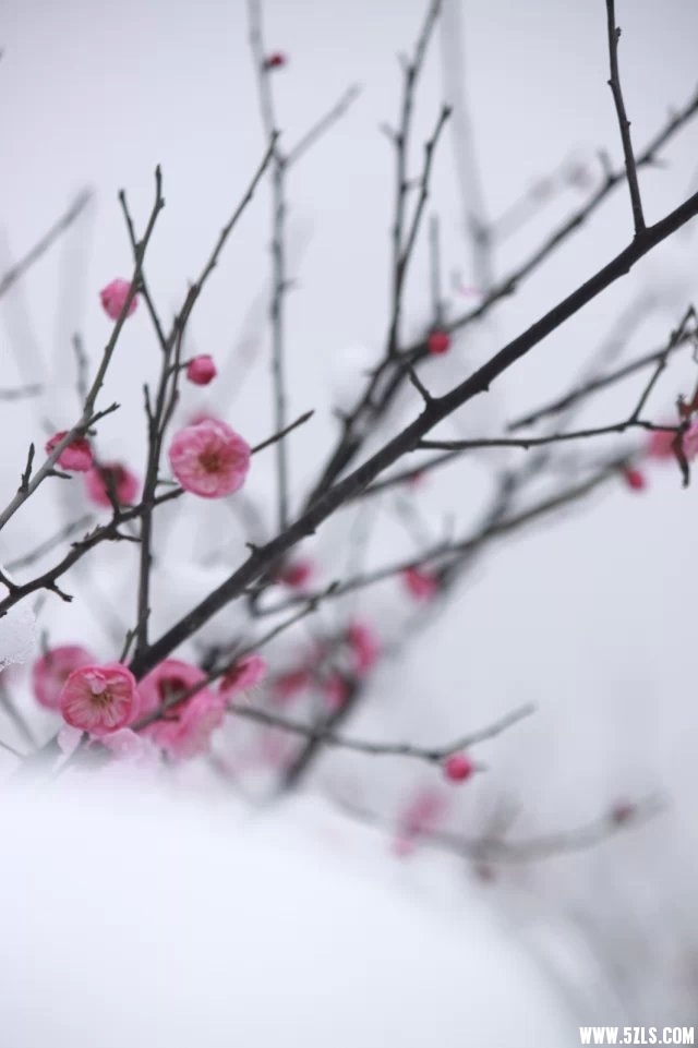 梅雪5.jpg