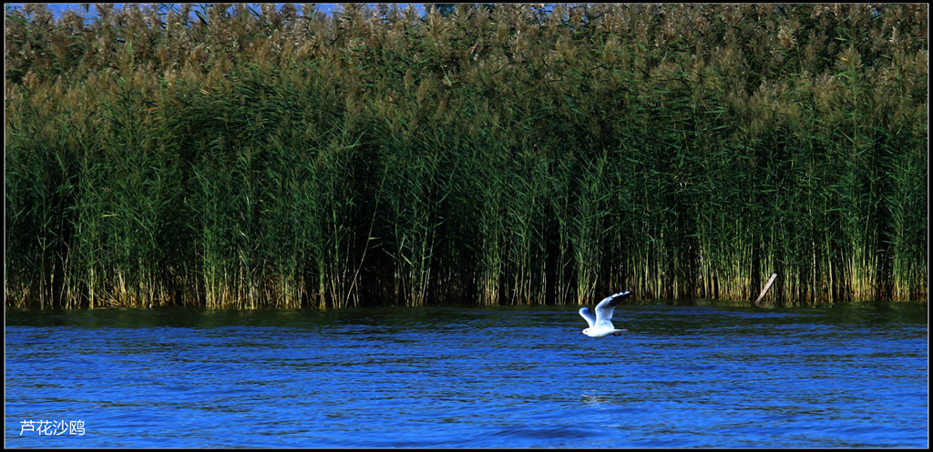 img_5474___.jpg