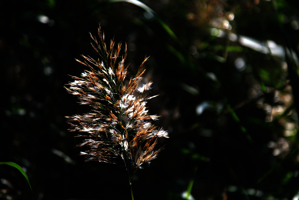img_5598__.jpg