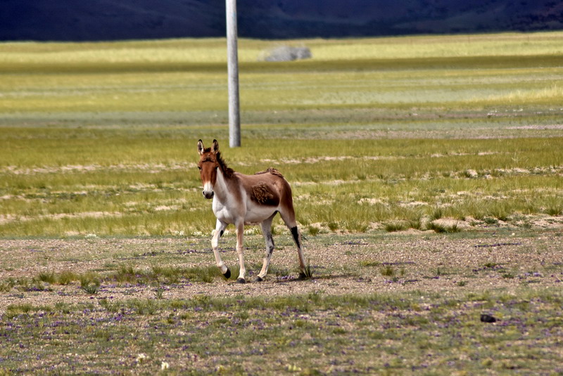 dsc_5994.jpg