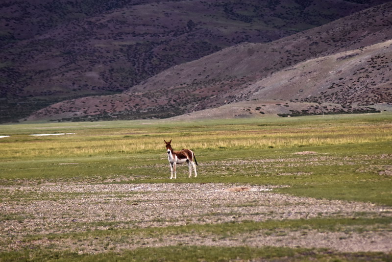 dsc_6008.jpg