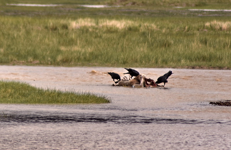 dsc_6014.jpg