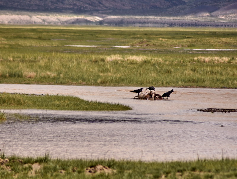dsc_6015.jpg