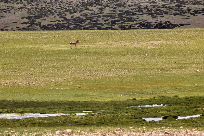 dsc_6133.jpg