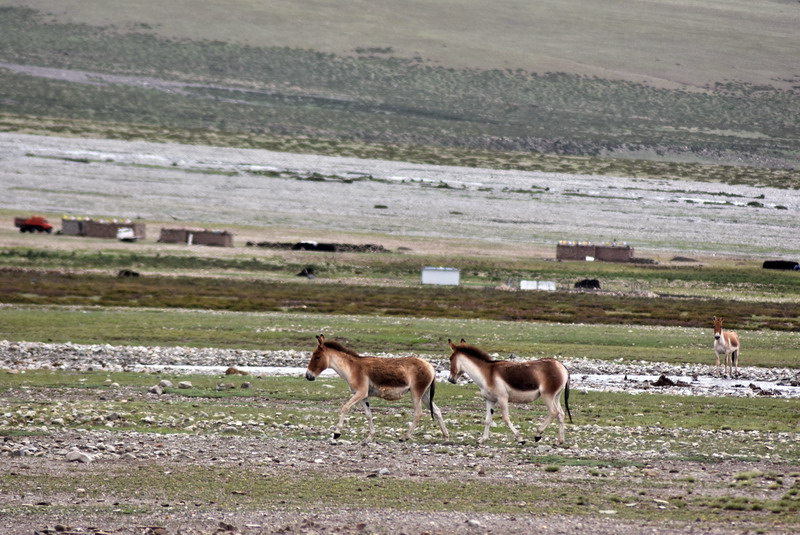 dsc_6338.jpg