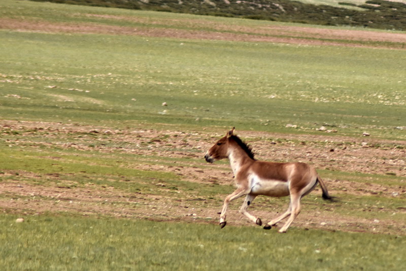 dsc_6352.jpg