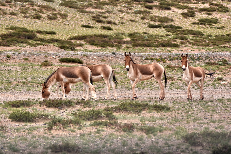 dsc_6374.jpg