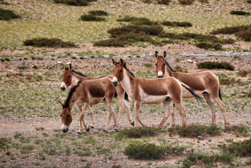 dsc_6376.jpg