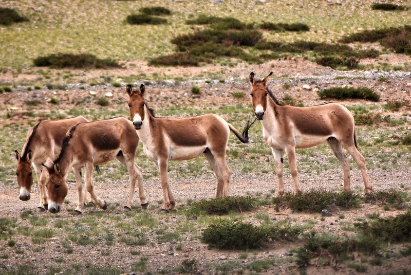 dsc_6377.jpg