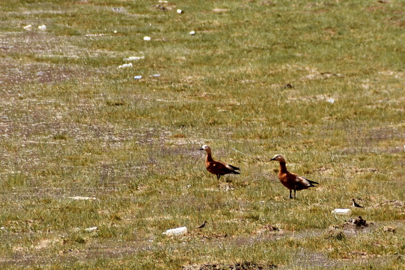 dsc_6801.jpg