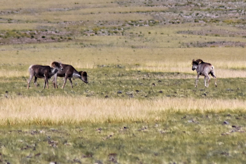 dsc_7016.jpg