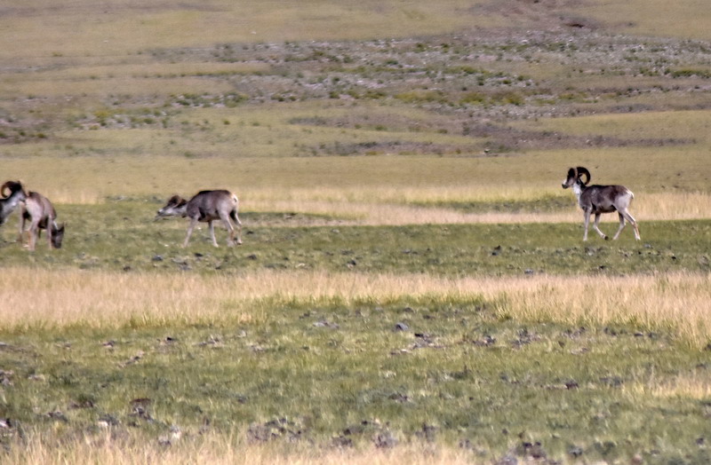 dsc_7017.jpg