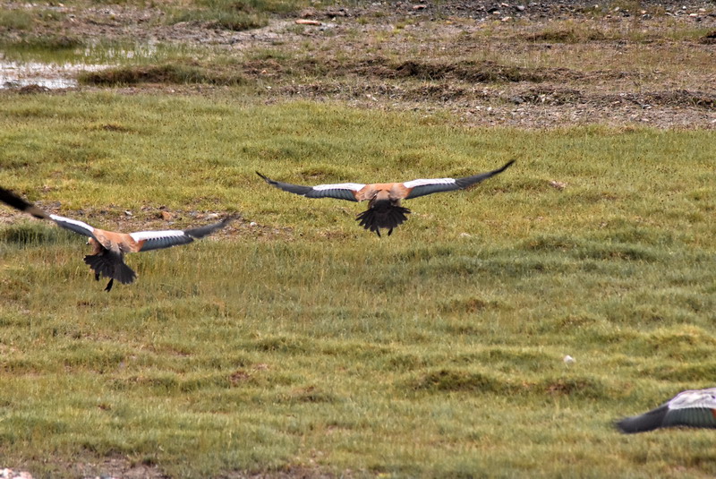 dsc_7036.jpg