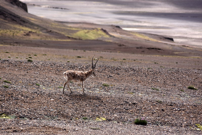 dsc_7095.jpg