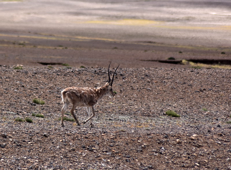 dsc_7099.jpg