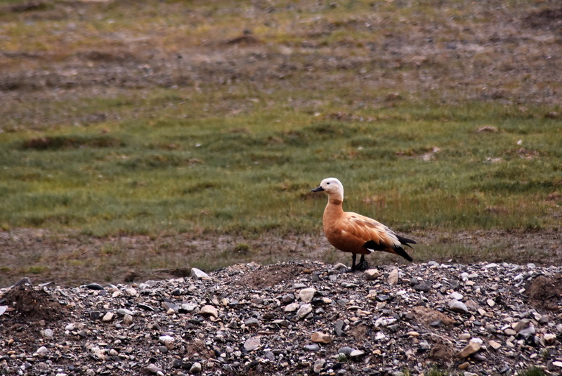 dsc_7028.jpg