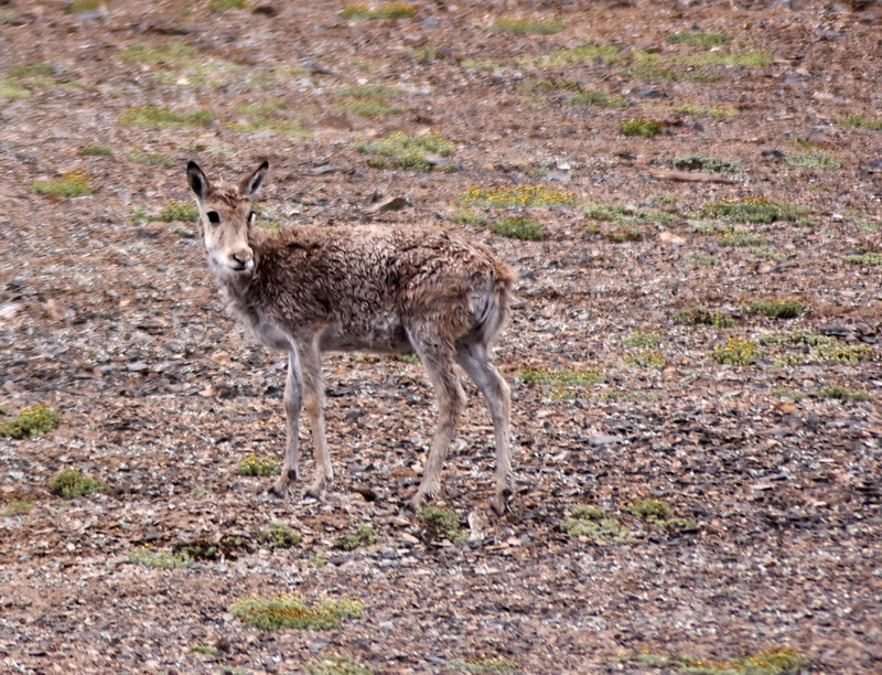 dsc_7106.jpg