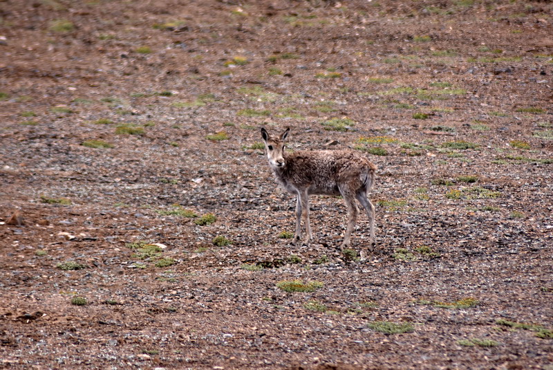 dsc_7107.jpg