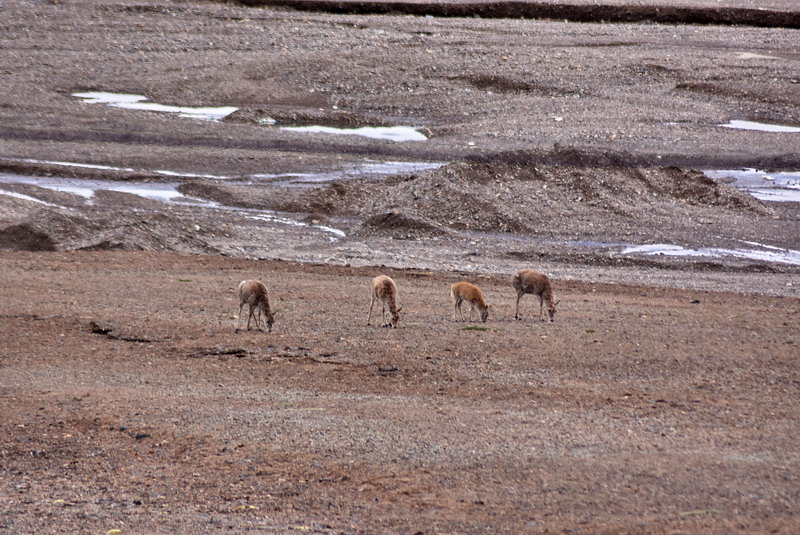 dsc_7111.jpg