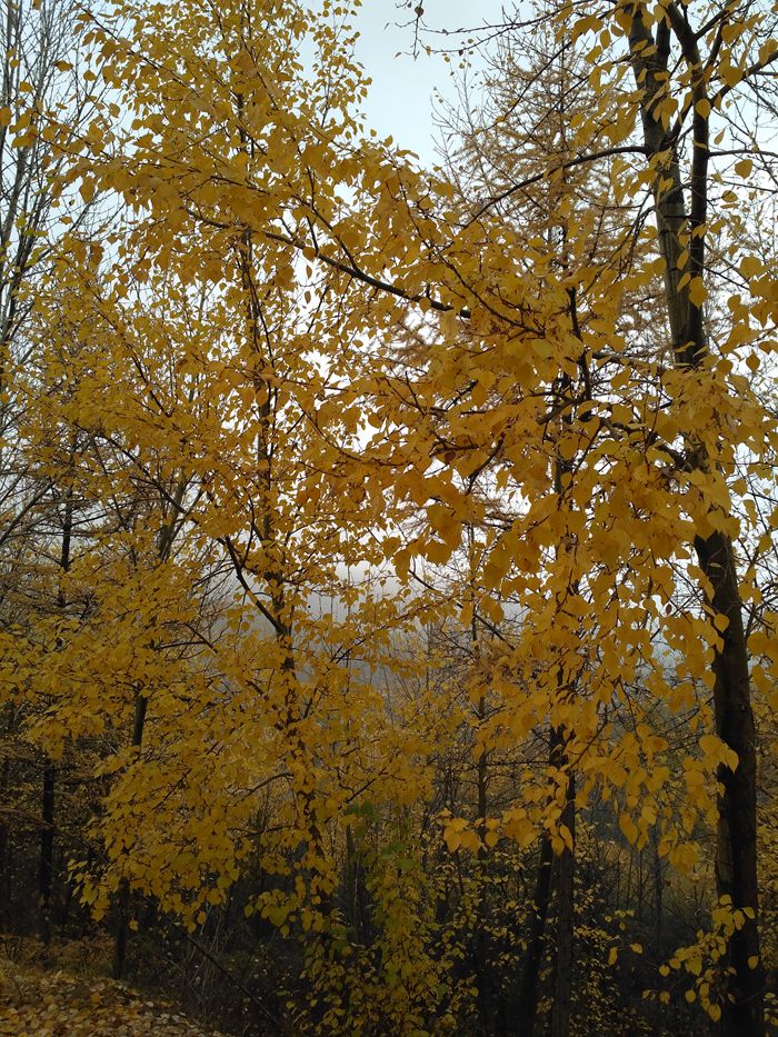 img_20161015_095536_.jpg