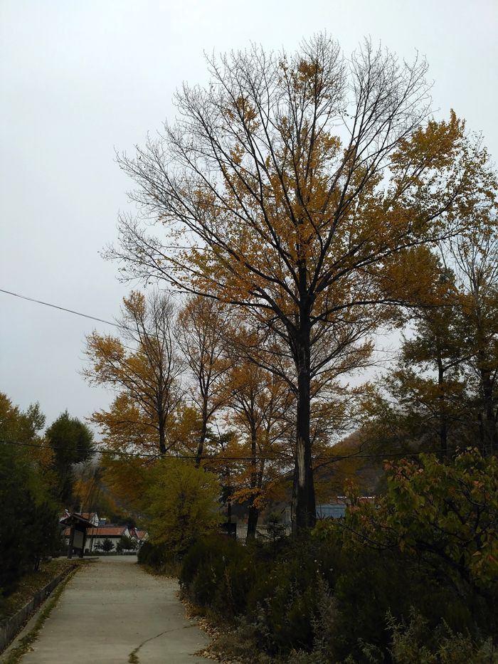 img_20161014_085247_.jpg