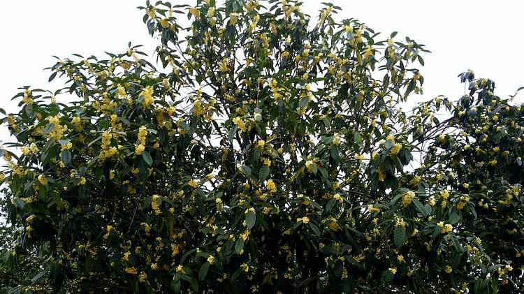 ڳ011.jpg