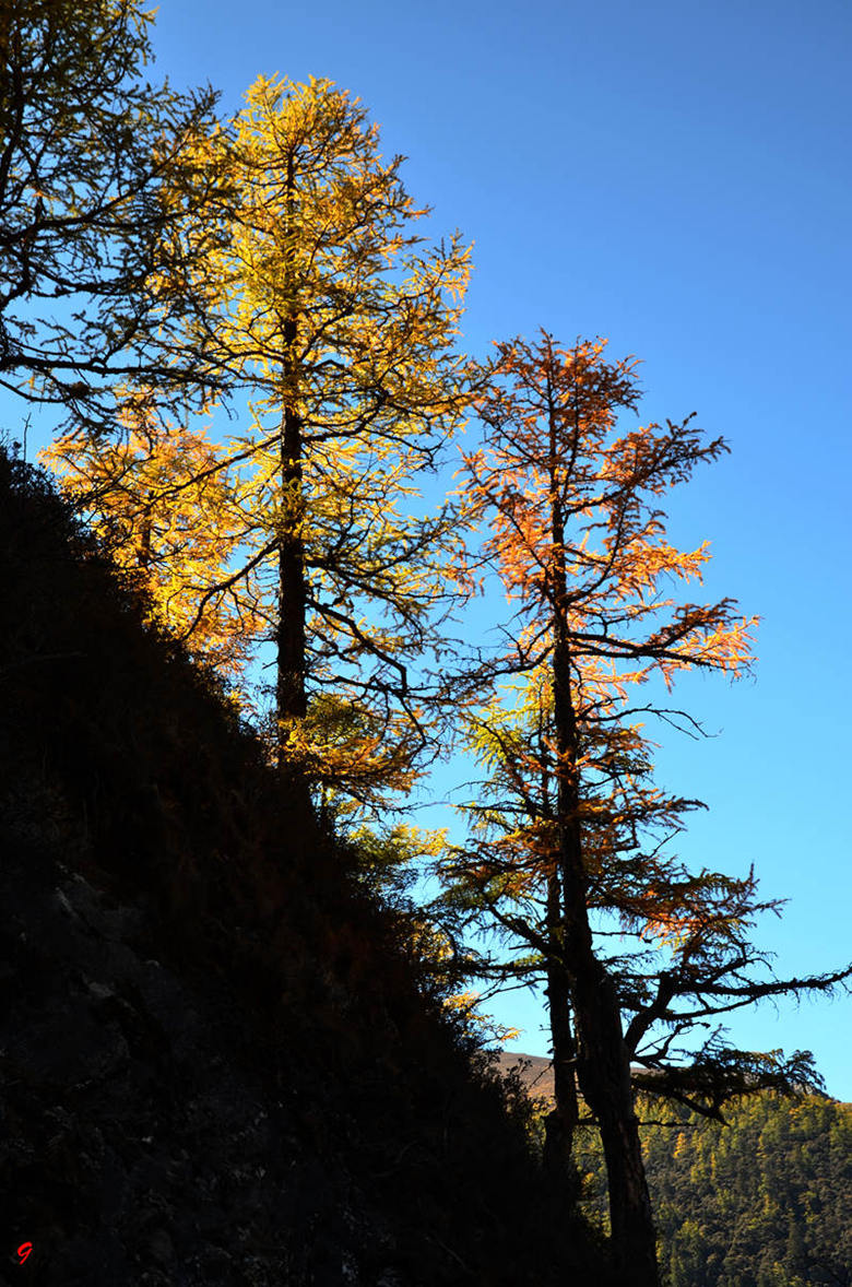 dsc_1217.jpg