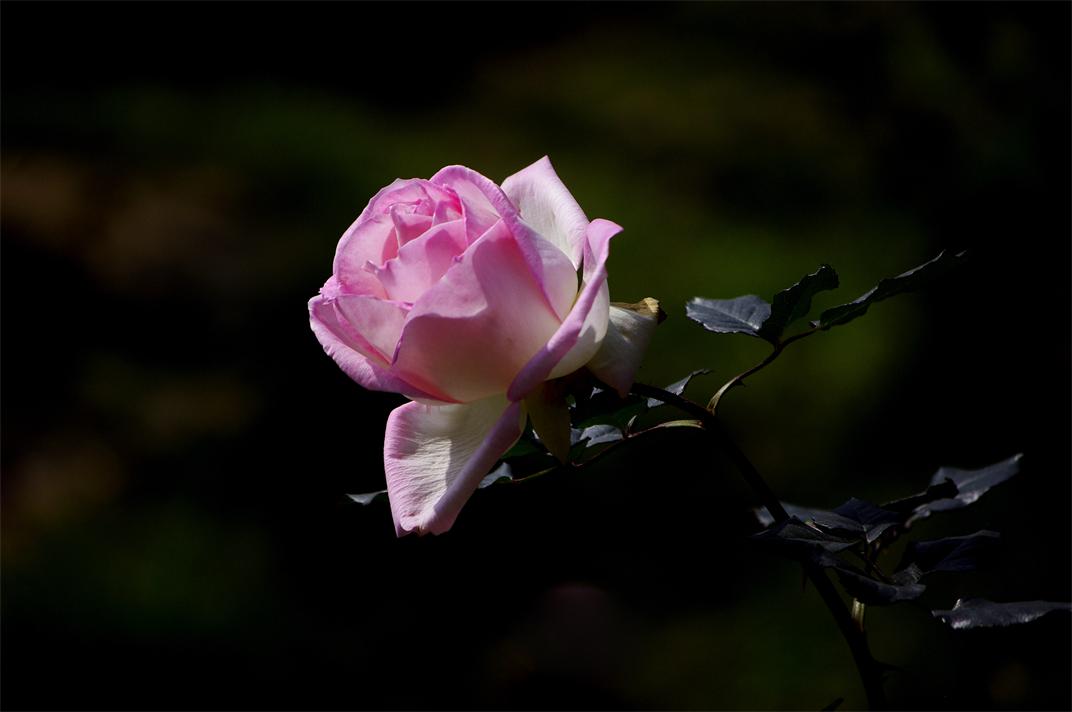 _igp8660.jpg