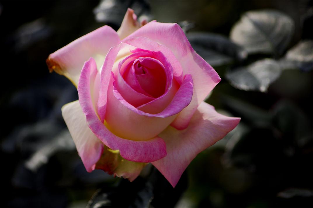 _igp8684.jpg