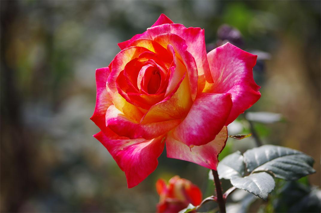 _igp8686.jpg