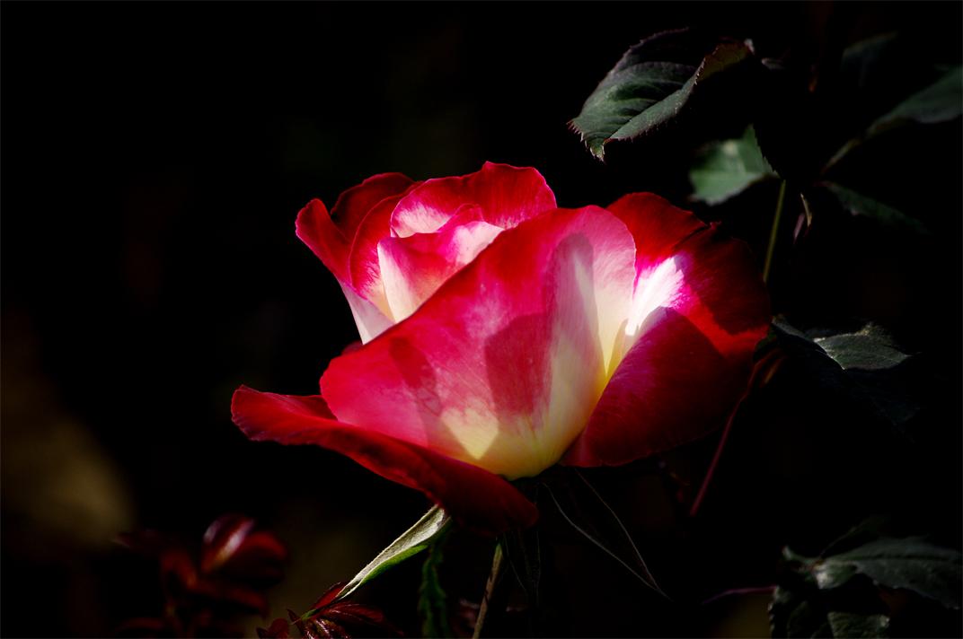 _igp8755.jpg