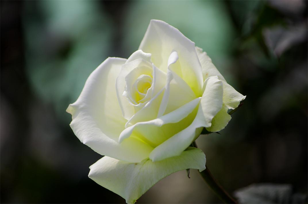 _igp8758.jpg
